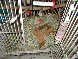 Environmental Enrichment for Parrots - Part 2 of 3