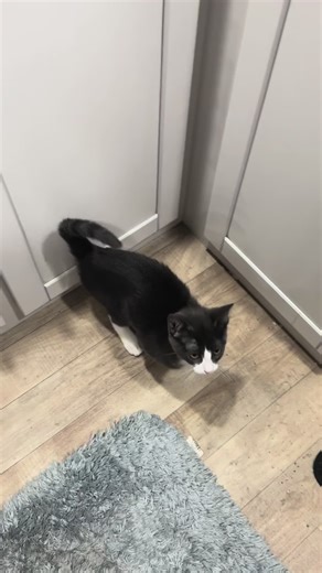 Feed Your Hungry Cat: Top Tips for Cat Owners