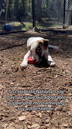 2K views · 281 reactions | Today isn’t about us, it’s ALL about the dogs! Our adoptable pups are living it up this National Dog Day, and we couldn’t be happier to let them go wild with joy. Want to give them something even bigger to celebrate? Head to sghrescue.org and apply to adopt one of this silly sweethearts today! (Dedham, MA) . . . #adopt #nationaldogday #adoptdontshop #adoptashelterdog #savealife | Shultz's Guest House | Facebook