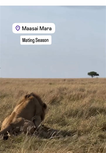Fascinating Lion Mating Marathon Explained