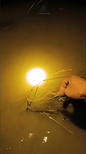 Night Fishing Adventure | Catching Fish in the Dark!