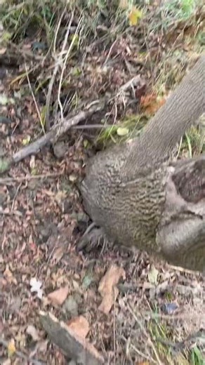 Pushing down a dead tree full version.