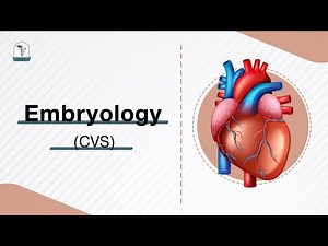 CVS: Embryology L2