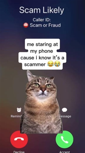 i get at least one scam call a day 😩 #memes #spamcalls #spamtexts #memesdaily #newmemes #cats