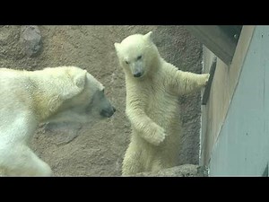 「ゆめ」よろしくね ホッキョクグマの子ども命名 旭山動物園