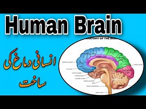 Human Brain Explain in Urdu | Biology Series | Quick Review