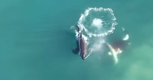 Killer whales caught on-camera hunting, catching great white shark