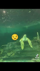 What emoji is your favorite? | Sea Turtle, Inc