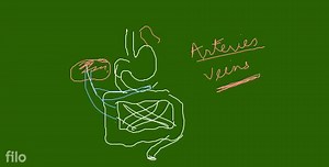 8.9.1 Hepatic Portal SystemThe veins starting from the stor an... | Filo