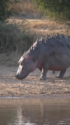 5 days wildlife, chimpanzee and gorilla trekking uganda🇺🇬. "Avian Hitchhikers: Hippos and their Unlikely Feathered Companions"In a peculiar yet fascinating sight, numerous birds find an unconventional perch on the backs of hippos, creating a symbiotic relationship that raises questions about the hippos' tolerance and the birds' motivations.As the hippos wade through the waterways, birds of various species, such as oxpeckers or egrets, alight on their backs, pecking at parasites and insects tha