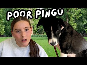 WHAT HAPPENED TO PINGU? 😳🐾