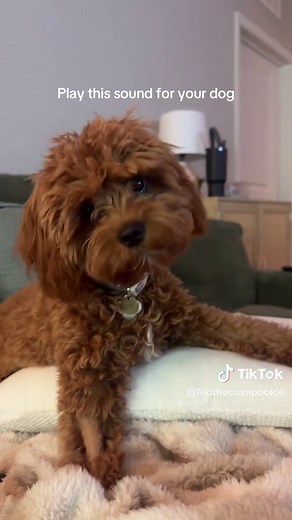 Sounds That Make Your Cavapoo Tilt His Head