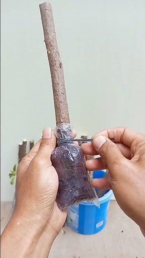 Cara sederhana tanam stek batang bougenville 🌳