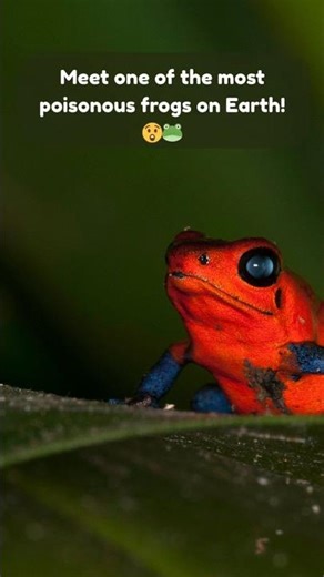 Most POISONOUS FROGS on Earth! 😲🐸 #shorts