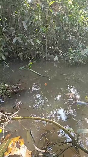 Pancing mikro Lagi-lagi di amuk babon | Daly rk1