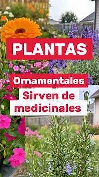 5 Plantas ornamentales que sirven como medicinales ‼️
