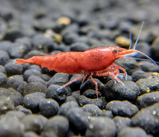 Fire Red Cherry Shrimp | Fire Red Shrimp | Shrimpy Business