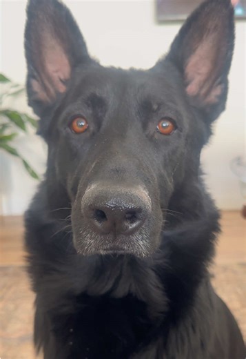 Sweet Moments: Ice Cream with My GSD