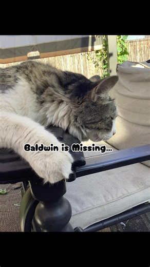 My cat is missing. #FunnyCat #CatHumor #cats #sadcat #pet