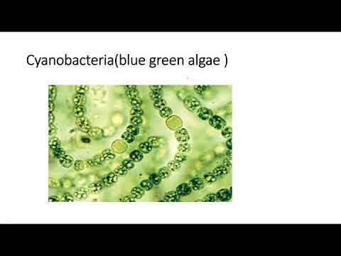 Cyanobacteria by drona sir L1
