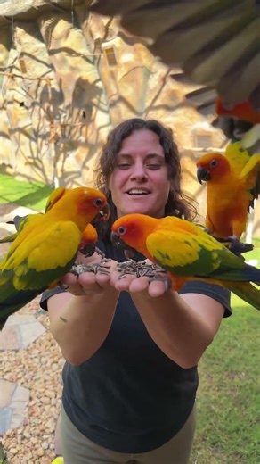 I’m surrounded by parrots 🦜 all around they’re singing! 🎵