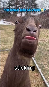 Why This Goat Sticks It’s Tongue Out!! 🐐👅🤯