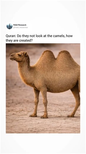 Halal research on Instagram: "Efficient Water Conservation System in camels God mentioned camels because it was most accessible thing around Arabs, have you ever pondered Upon creatures around you"