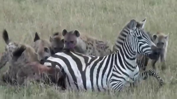 OVER 3 MILLION VIEWS!!! Pregnant zebra mares battles hyena clan #animal #animals #wildanimals #wildlifephotography | My Monkey Jonny