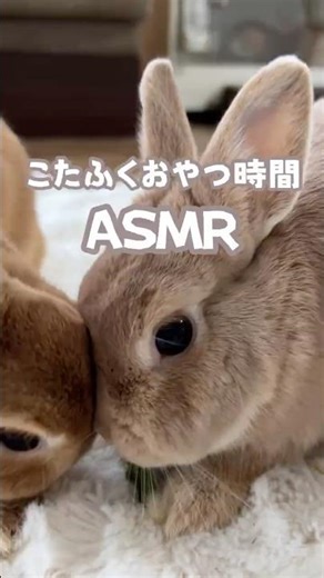 こたふくおやつ時間 ASMR #rabbit #animalshorts #asmr #bunny #うさぎ #癒し