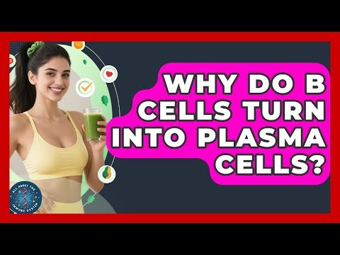 Why Do B Cells Turn Into Plasma Cells? - All About the Immune System