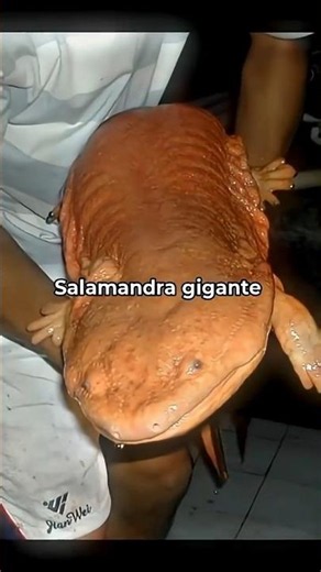 OS ANIMAIS QUE SOBREVIVERAM A EXTINÇÃO #animais #dinossauros #curiosidades #bizarro #shorts