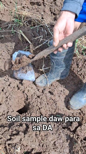 DA requirement before planting soybeans. Kay ug dili ka pasar himoon nalang namo soyamilk ang ilahang gi hatag na seedling藍藍. W patter for 3 ha. | Arje Porquez | Facebook