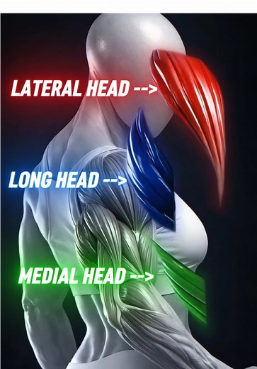 Hit All 3 Heads For Bigger Arms #triceps #armworkout #overheadextensions #upperbody #benchdips
