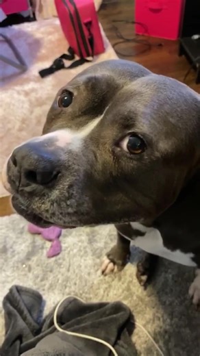 The Incredible World of Dog Acting