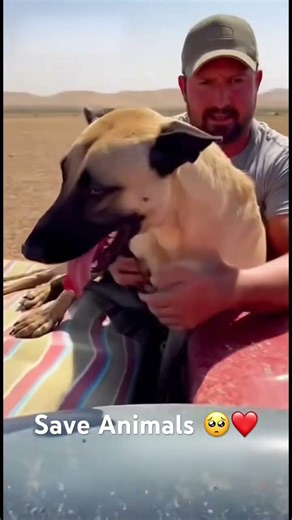 rescue animals 🥺❤️ #trend #animalrescue