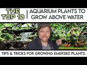 TOP 10 EASY Aquarium Plants to Grow Above Water in Your Fish Tank! Growing Emersed Aquatic Plants.