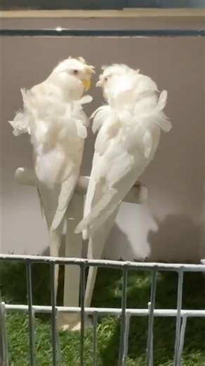 A White Pair of Parrots — Unmatched Beauty” 🤍🦜 #whiteParrots#parrotPair#beautifulParrots