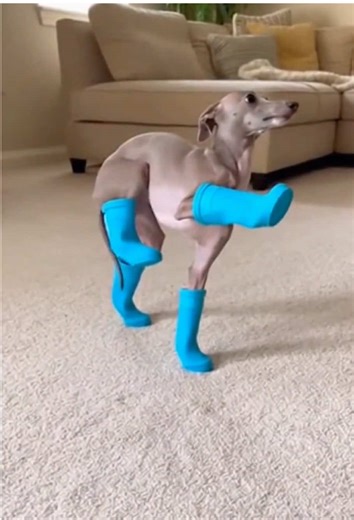 Dog's Hilarious First Time Wearing Shoes