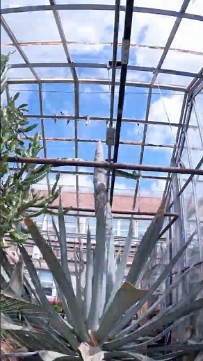 Purdue University's Agave Tequilana Death Bloom Timelapse