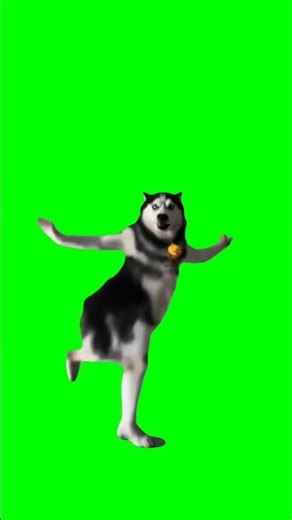 Dog dancing meme Green screen 🟢!! #dog #greenscreen #memes #shorts #viral #foryou #comedy