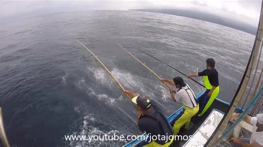 Greater amberjack fishing Seriola dumerili | Sousa Jose