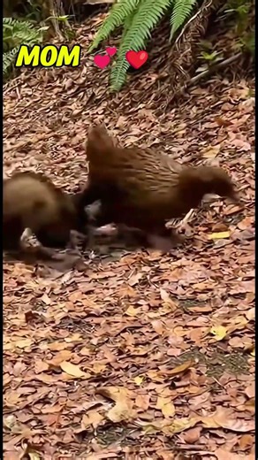 Polecat Pounced, Weka Hammered