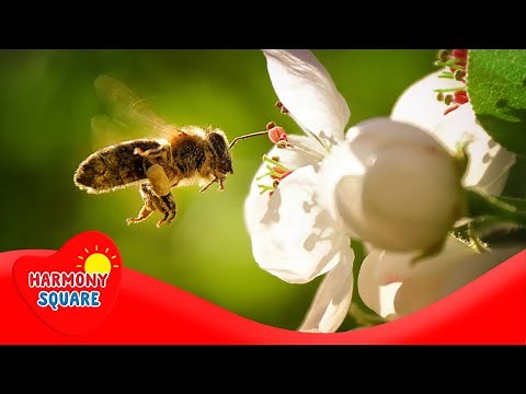 What are Biotic Factors - More Grades 5-8 Science on Harmony Square