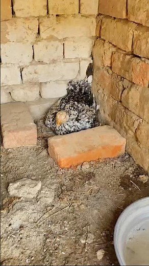 I Left My Hen Alone… Then I Found This! 😱🐔🥚 #Shorts