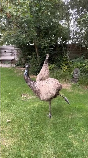 Crazy Emu dance zoomies #animals #birds #fypシ #emu #funny #foryou