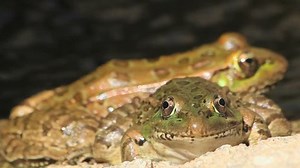 Leopard Frog Smiles Perched Edge Bubbly Stock Footage Video (100% Royalty-free) 1497376 | Shutterstock