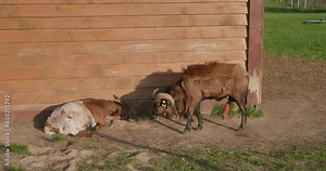 Cute goat sleeps standing with a sore bandaged leg. The goat injured her leg and sleeps standing near the barn on a salty day. At the zoo, a goat with a clogged leg stands near the barn.