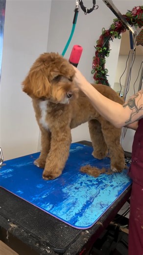 “Follow along as I give Frankie the goldendoodle a makeover! Her groom took approximately 2 hours from start to finish (including bathing and drying) I always prep my dogs in Best Shot shampoo & conditioner, I bathe all my dogs in Forever Stainless Steel grooming tubs, and use a PawMat during grooming (this adds orthopedic cushion, a nice smooth surface for scissoring paws, and a pop of color! PLUS these mats are anti-microbial!) I LOVE my Wahl KM cordless clipper for ALL haircuts.” Wahl Animal 
