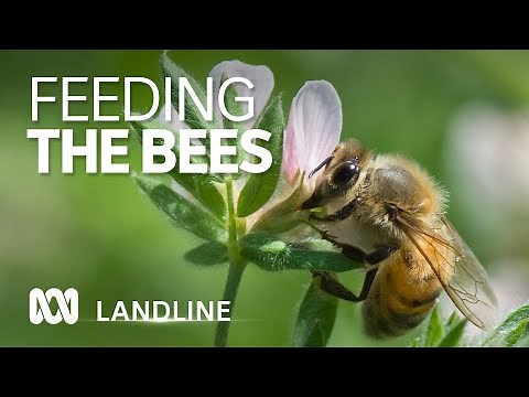 Bees 'starving' for pollen as native flowers fail to bloom in dry WA weather 🐝🍯🌻 | ABC Landline