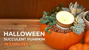 2.9K views · 181 reactions | Are you Halloween ready? ❤ | Succulents Box | Facebook